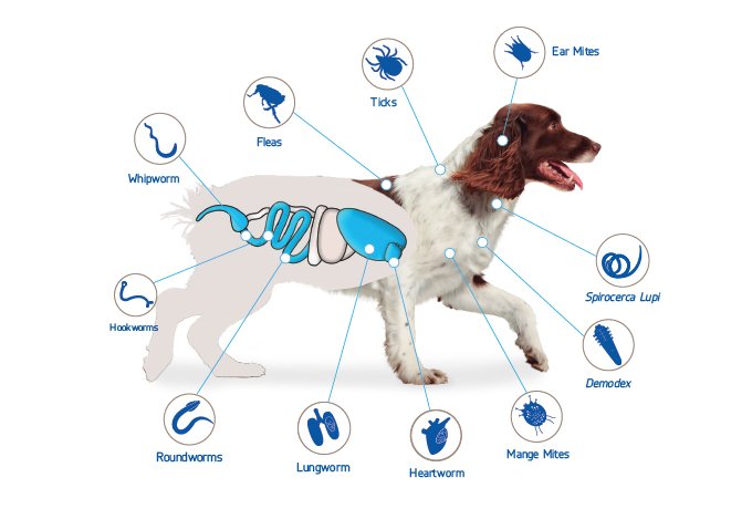 NexGard Spectra parasites